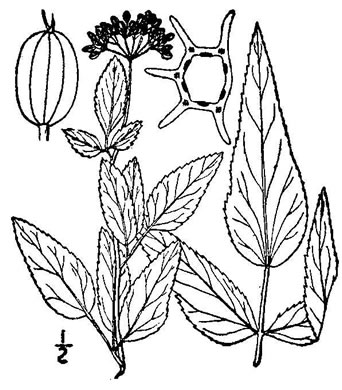 drawing of Thaspium trifoliatum var. trifoliatum, Purple Meadow-parsnip, Woodland Parsnip