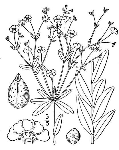 drawing of Euphorbia corollata, Eastern Flowering Spurge