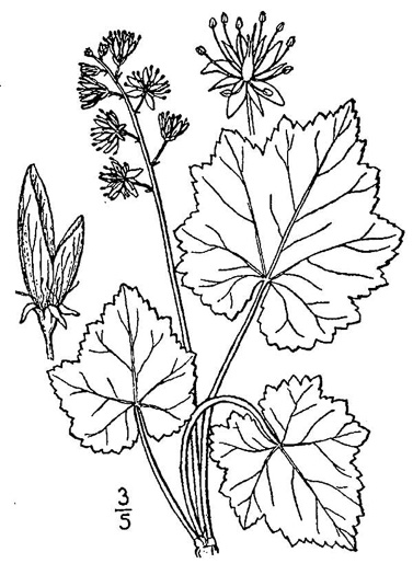 image of Tiarella stolonifera, Northern Foamflower, Creeping Foamflower