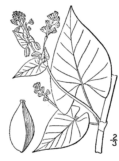 image of Fallopia scandens, Common Climbing Buckwheat