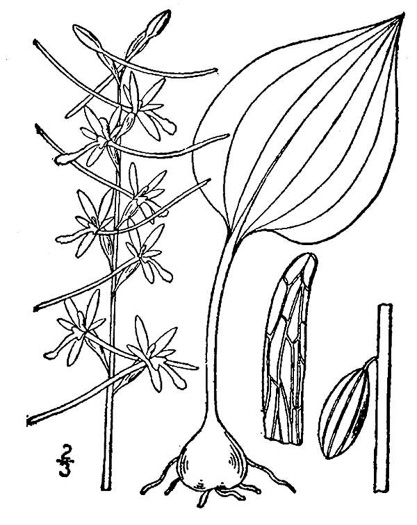drawing of Tipularia discolor, Cranefly Orchid