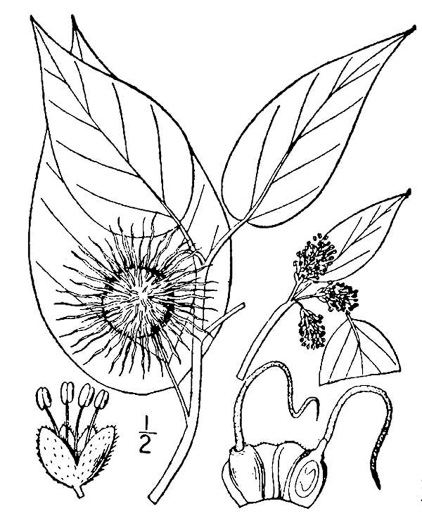 drawing of Maclura pomifera, Osage-orange, Hedge-apple, Bow-wood