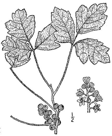 Toxicodendron pubescens, Poison Oak, Southeastern Poison Oak