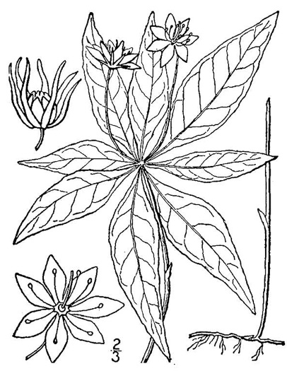 image of Trientalis borealis, Northern Starflower, Maystar