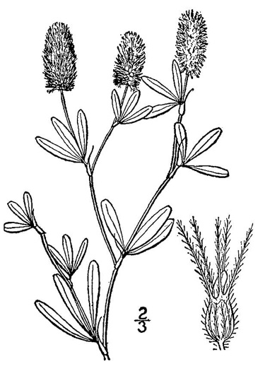 drawing of Trifolium arvense, Rabbitfoot Clover