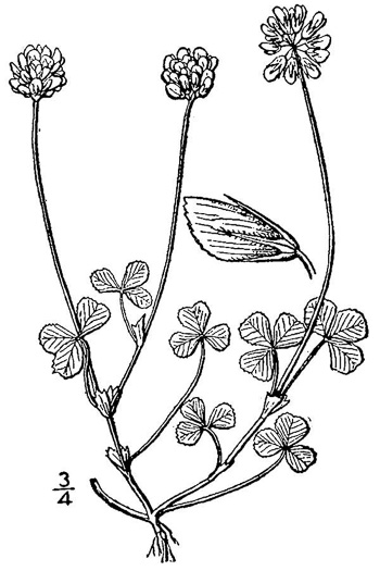 image of Trifolium carolinianum, Wild White Clover, Carolina Clover