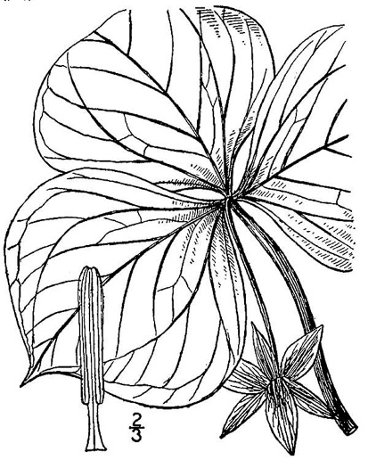 image of Trillium flexipes, Bent Trillium, Bent White Trillium, Bentstalk Trillium, Drooping Trillium