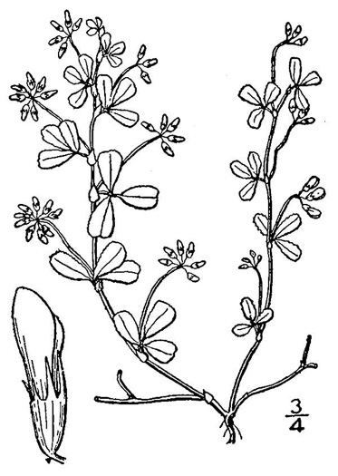 image of Trifolium dubium, Least Hop Clover, Low Hop Clover, Suckling Clover, Little Hop Clover