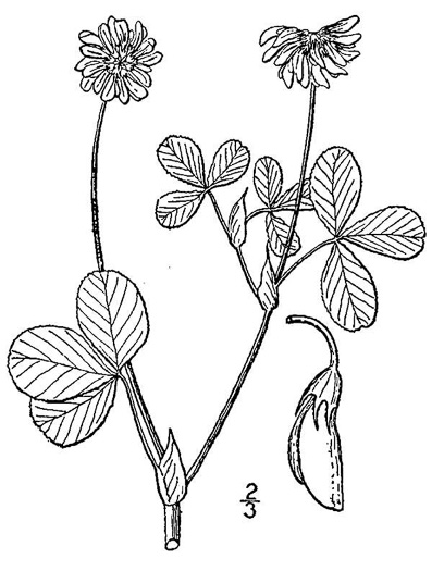 image of Trifolium hybridum, Alsike Clover