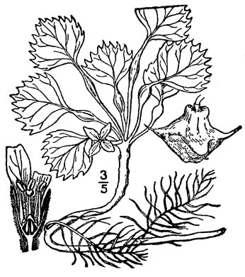 drawing of Trapa natans, European Water-chestnut, Water-caltrop, Four-spined Water-chestnut