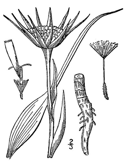 drawing of Tragopogon porrifolius, Purple Salsify, Vegetable Oyster, Oyster Plant, Purple Goatsbeard