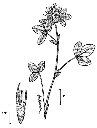 image of Trifolium pratense, Red Clover