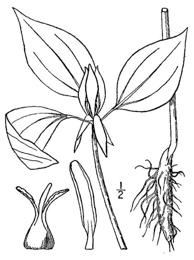 drawing of Trillium recurvatum, Prairie Trillium, Prairie Wake-robin, Recurved Trillium