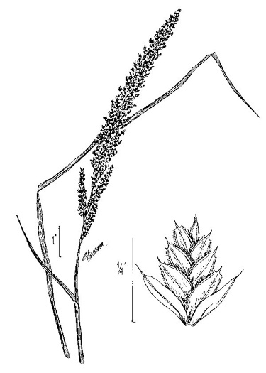 drawing of Tridens strictus, Longspike Tridens, Longspike Fluffgrass, Spike Triodia