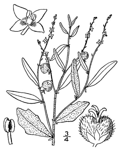 image of Tragia urens, Wavyleaf Noseburn, Southeastern Noseburn, Sandhill Noseburn