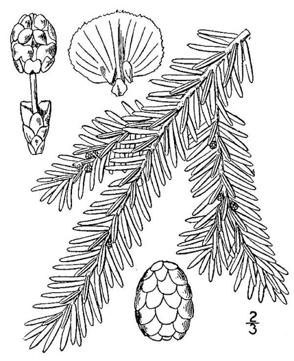 image of Tsuga canadensis, Eastern Hemlock, Canada Hemlock, Spruce Pine, Hemlock Spruce