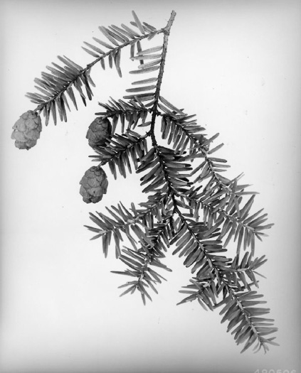 image of Tsuga canadensis, Eastern Hemlock, Canada Hemlock