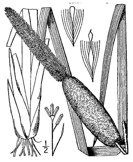 drawing of Typha latifolia, Common Cattail, Broadleaf Cattail