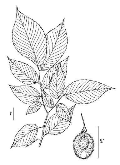 drawing of Ulmus americana var. floridana, Florida Elm
