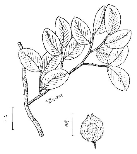 image of Ulmus crassifolia, Cedar Elm