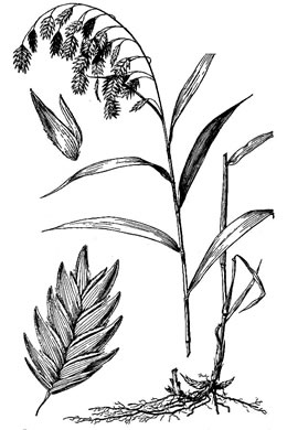 drawing of Chasmanthium latifolium, River Oats, Northern Sea Oats, Fish-on-a-Pole, Indian Woodoats