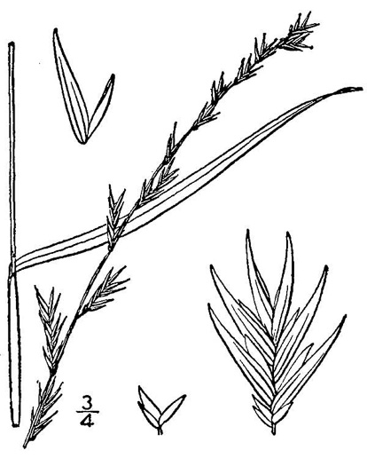 image of Chasmanthium laxum, Slender Woodoats, Slender Spikegrass