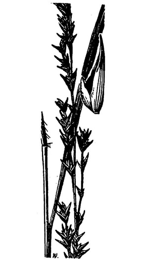 image of Chasmanthium laxum, Slender Woodoats, Slender Spikegrass