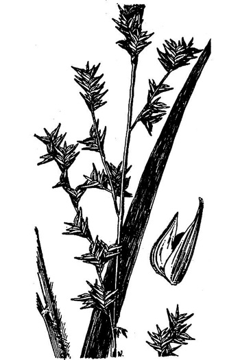 drawing of Chasmanthium sessiliflorum var. sessiliflorum, Longleaf Woodoats, Longleaf Spikegrass, Upland Oats