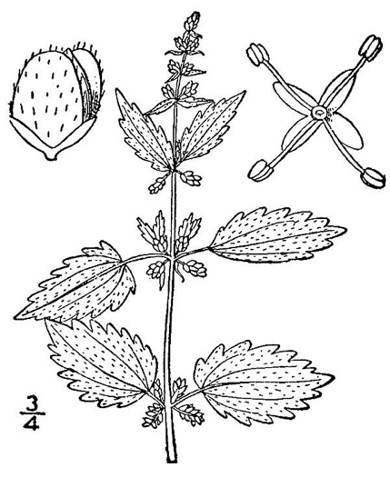 drawing of Urtica chamaedryoides, Weak Nettle, Dwarf Stinging Nettle, Heartleaf Nettle