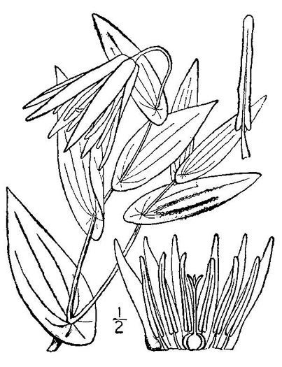 drawing of Uvularia grandiflora, Large-flowered Bellwort