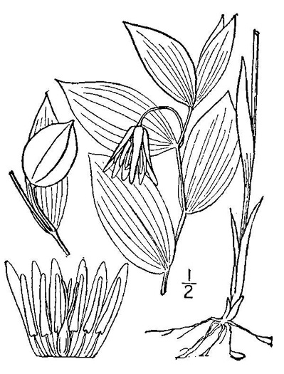 drawing of Uvularia puberula, Mountain Bellwort, Appalachian Bellwort, Carolina Bellwort