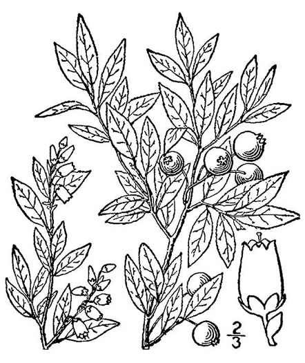 drawing of Vaccinium angustifolium, Northern Lowbush Blueberry, Sugarberry, Low Sweet Blueberry