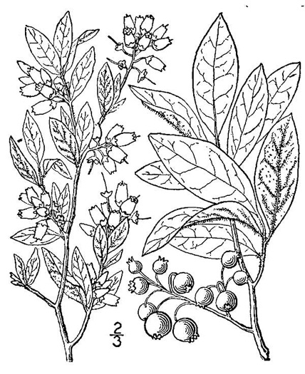 drawing of Vaccinium fuscatum, Hairy Highbush Blueberry, Black Highbush Blueberry