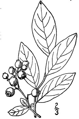 drawing of Vaccinium caesariense, New Jersey Highbush Blueberry