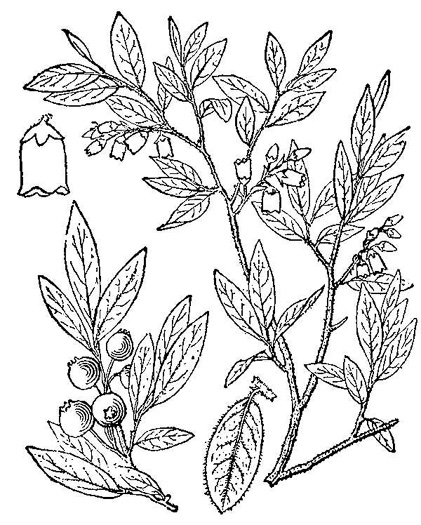 drawing of Vaccinium myrtilloides, Velvetleaf Blueberry, Sourtop, Canada Blueberry