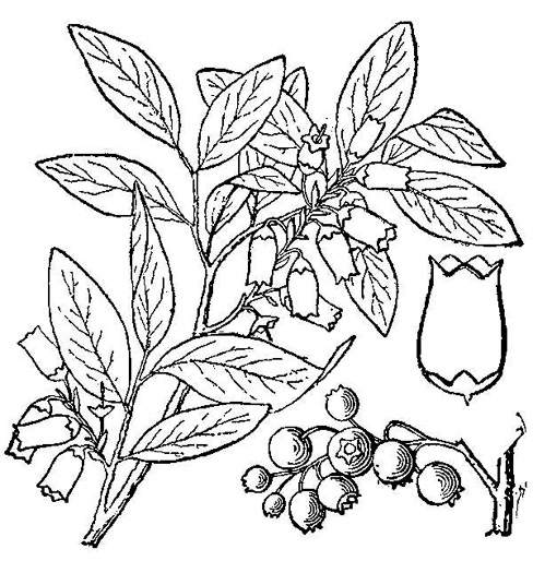 image of Vaccinium corymbosum, Smooth Highbush Blueberry, Northern Highbush Blueberry