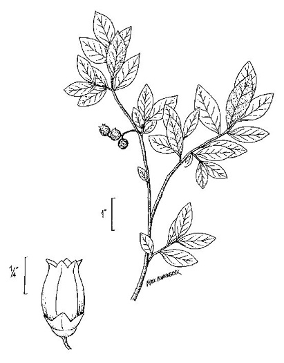 image of Vaccinium corymbosum, Smooth Highbush Blueberry, Northern Highbush Blueberry