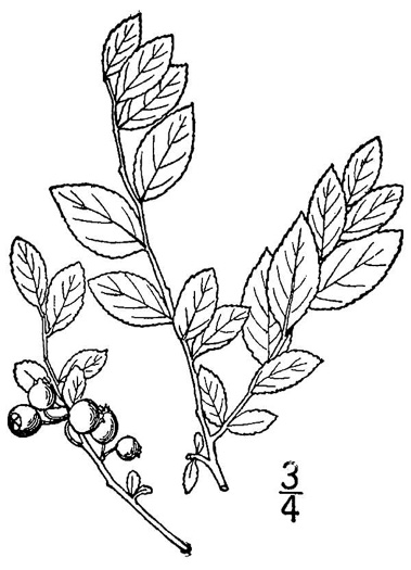 image of Vaccinium elliottii, Mayberry, Elliott's Blueberry