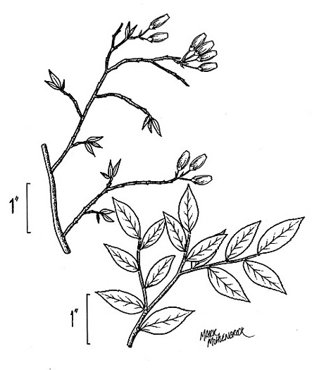 image of Vaccinium elliottii, Mayberry, Elliott's Blueberry