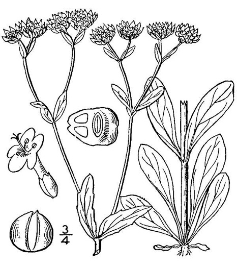 image of Valerianella locusta, European Cornsalad