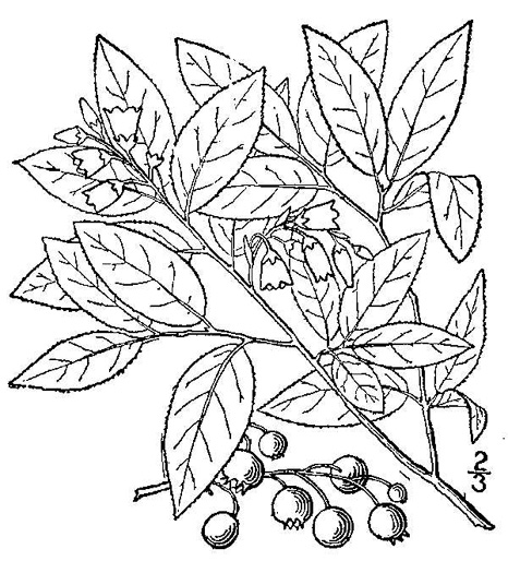 drawing of Vaccinium altomontanum, Blue Ridge Blueberry
