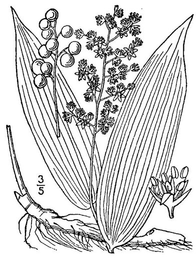 image of Maianthemum racemosum, False Solomon's Seal, Eastern Solomon's Plume, May-plume