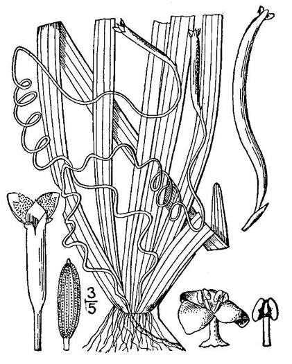 drawing of Vallisneria americana, American Eelgrass, Water-celery, Tapegrass, Vallisneria