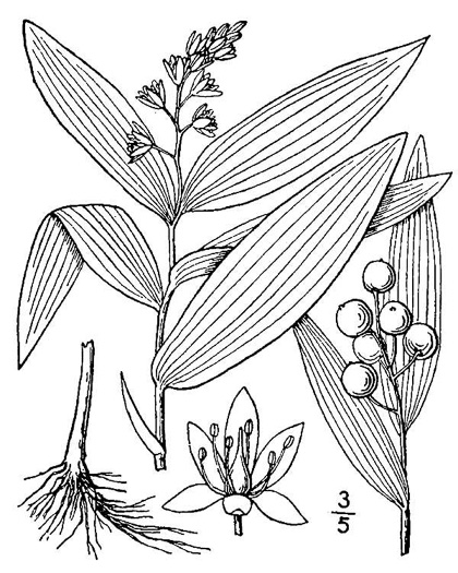 drawing of Maianthemum stellatum, Starry Solomon's Plume, Starflower, Starry Solomon's Seal