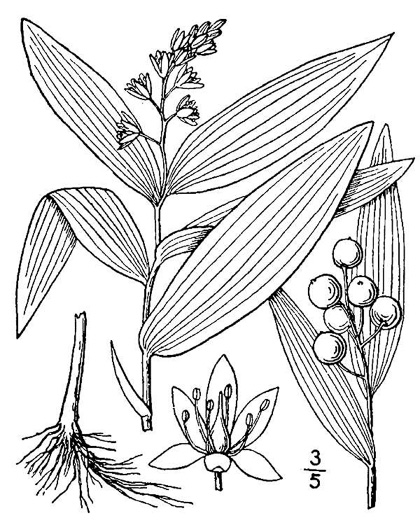 image of Maianthemum stellatum, Starry Solomon's Plume, Starflower, Starry Solomon's Seal