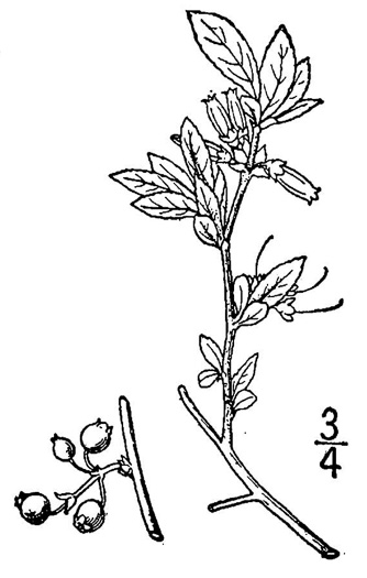 drawing of Vaccinium tenellum, Small Black Blueberry, Southern Dwarf Blueberry, Small Cluster Blueberry, Narrowleaf Blueberry