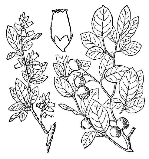 drawing of Vaccinium pallidum, Dryland Blueberry, Lowbush Blueberry, Upland Low Blueberry, Hillside Blueberry