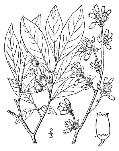drawing of Vaccinium virgatum, Rabbiteye Blueberry, Swamp Blueberry, Rabbitberry, Smallflower Blueberry