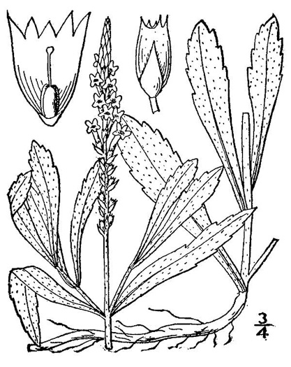 image of Verbena simplex, Narrowleaf Vervain