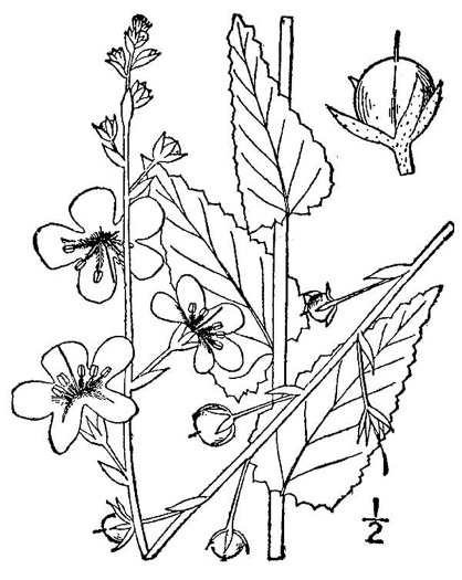 drawing of Verbascum blattaria, Moth Mullein